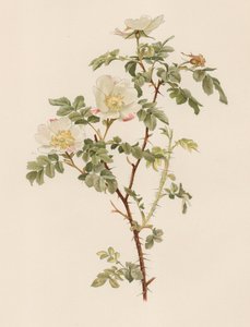 英国玫瑰